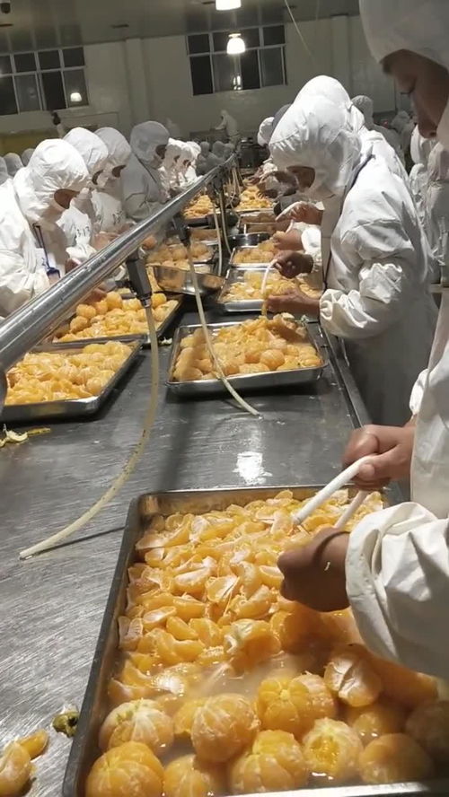 豐島食品廠桔子分揀車間的精細化管理與農(nóng)產(chǎn)品加工升級